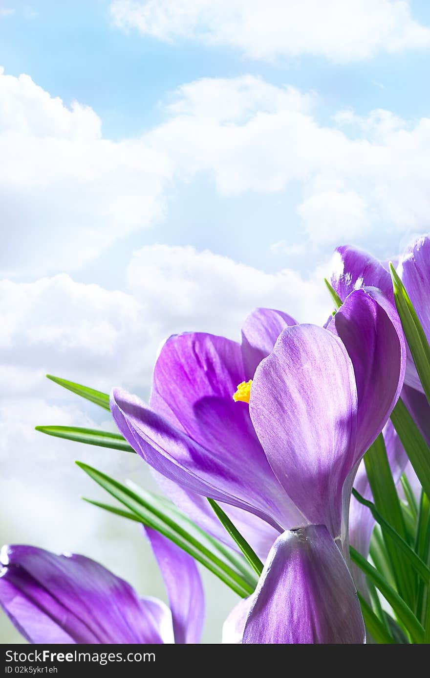 Beautiful spring bouquet of crocuses. Beautiful spring bouquet of crocuses