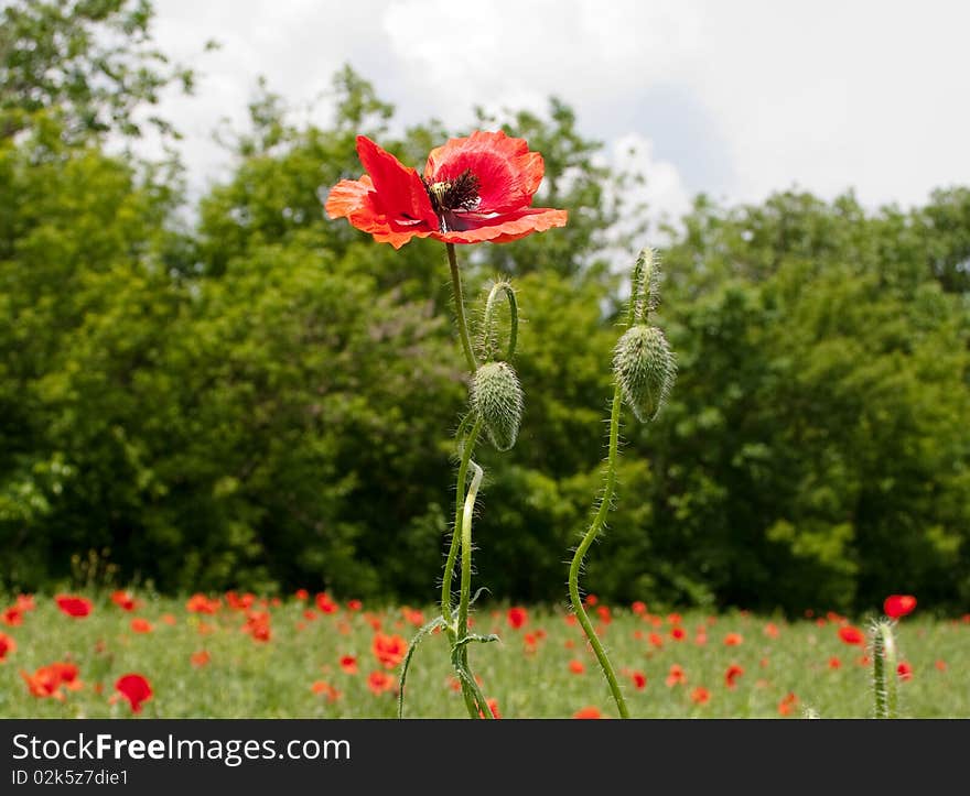 Red poppies