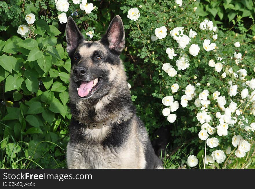 Sheep dog, shepherd (dog) near flowers