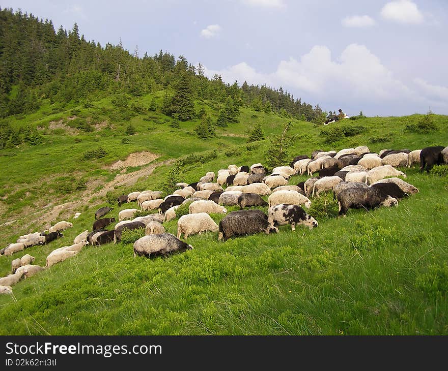 Sheep In Mountains.