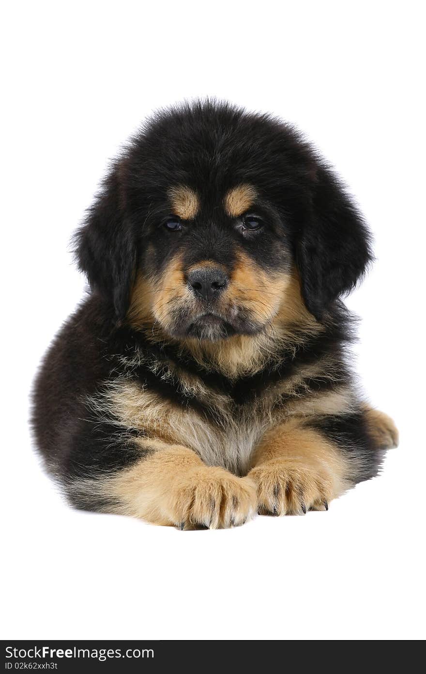 Lying puppy tibetan mastiff on a white background. Lying puppy tibetan mastiff on a white background.