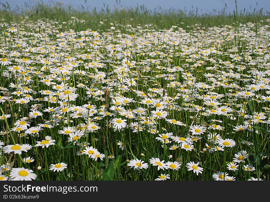 Field of camomiles.