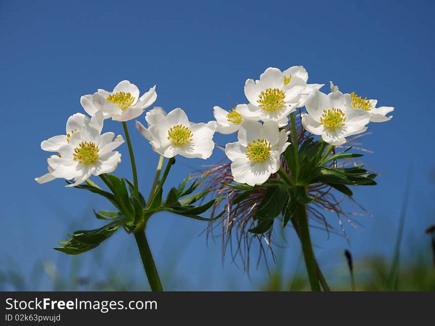 Mountain flower against the dark blue sky