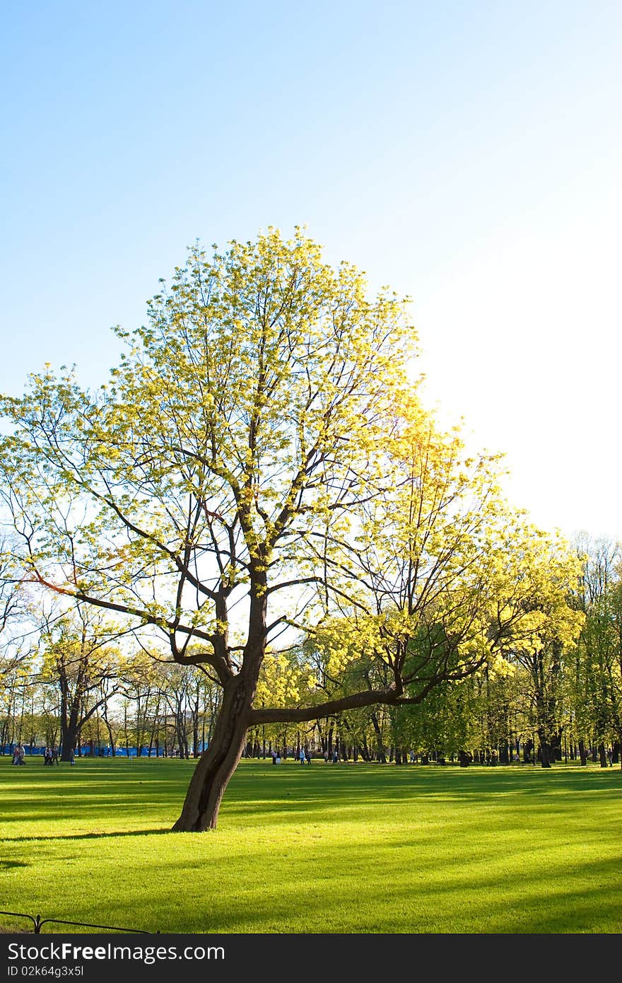 A green park in spring