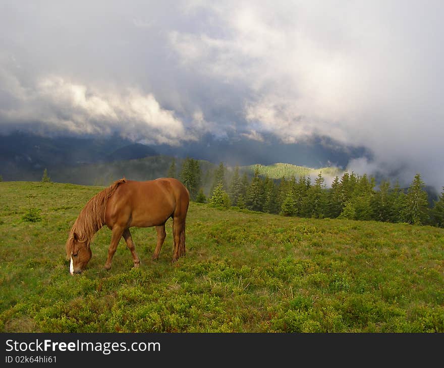 Horse In The Morning In Mountains