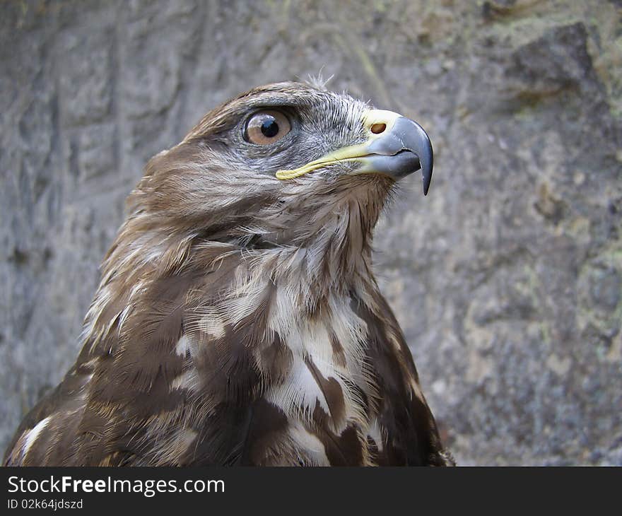 Head Of The Falcon