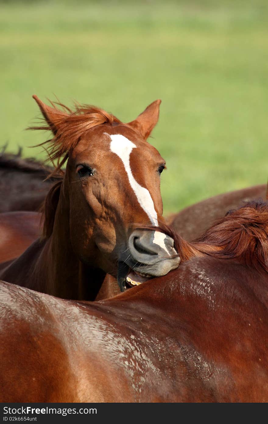 One horse biting another from back. One horse biting another from back