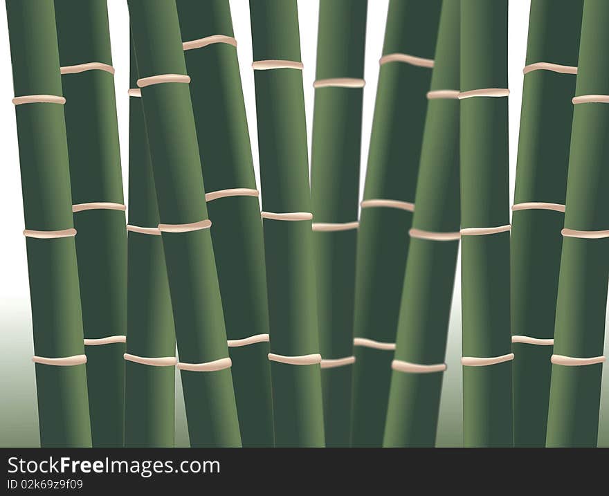 Bamboo Forest