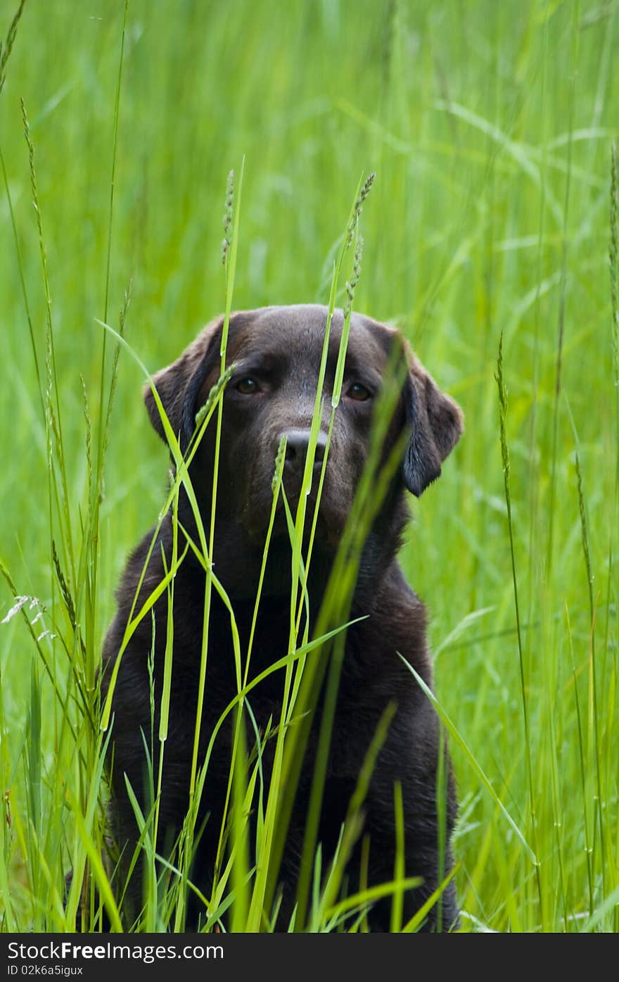 Chocolate Labrador Retriever hiding in tall green grass meadow. Chocolate Labrador Retriever hiding in tall green grass meadow