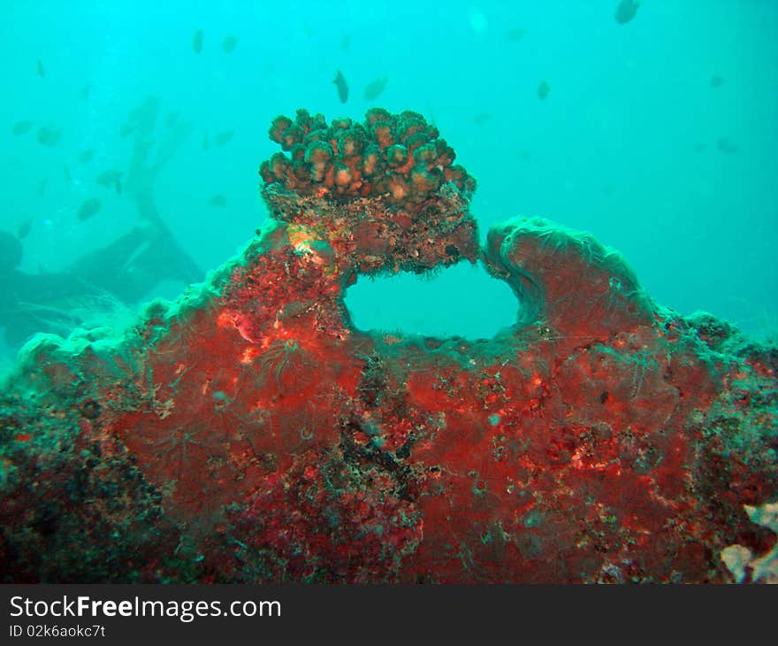 Coral Growth