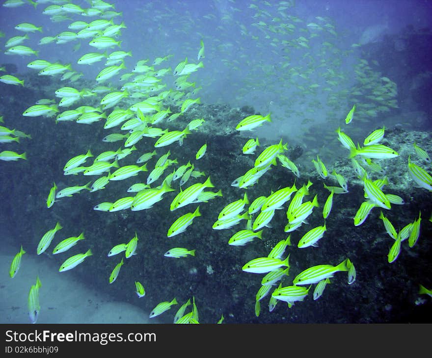 A school of Blue banded snappers