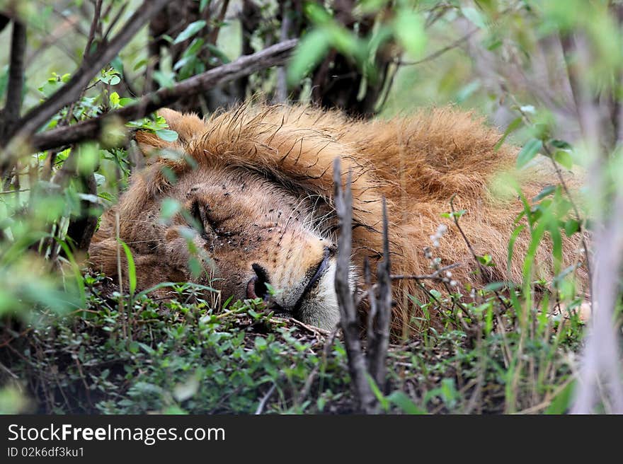 Lion rested at Masai Mara