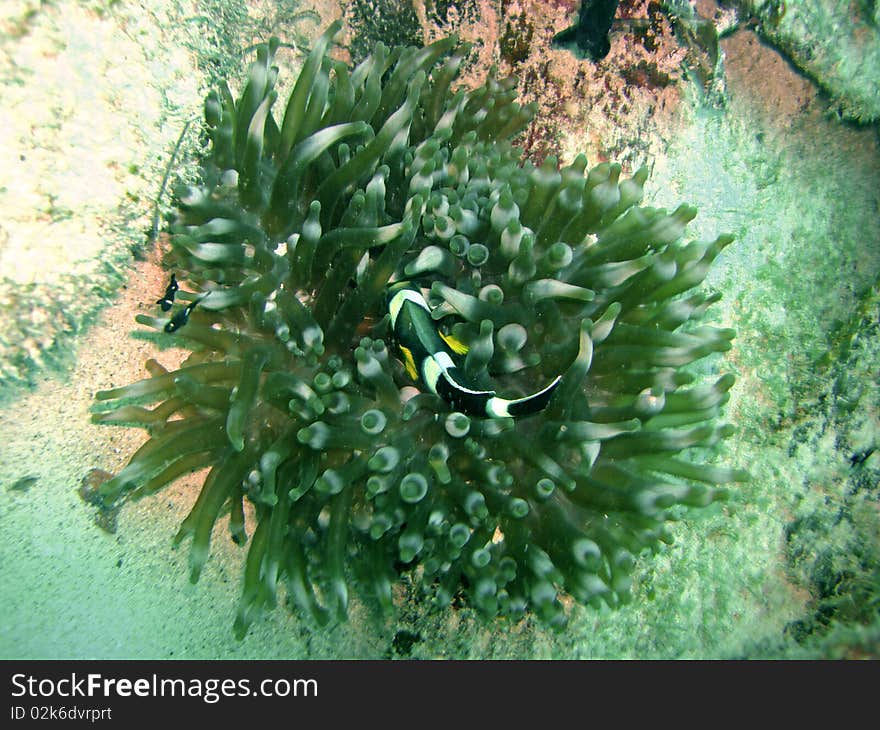 Dominoes and Anemone fish