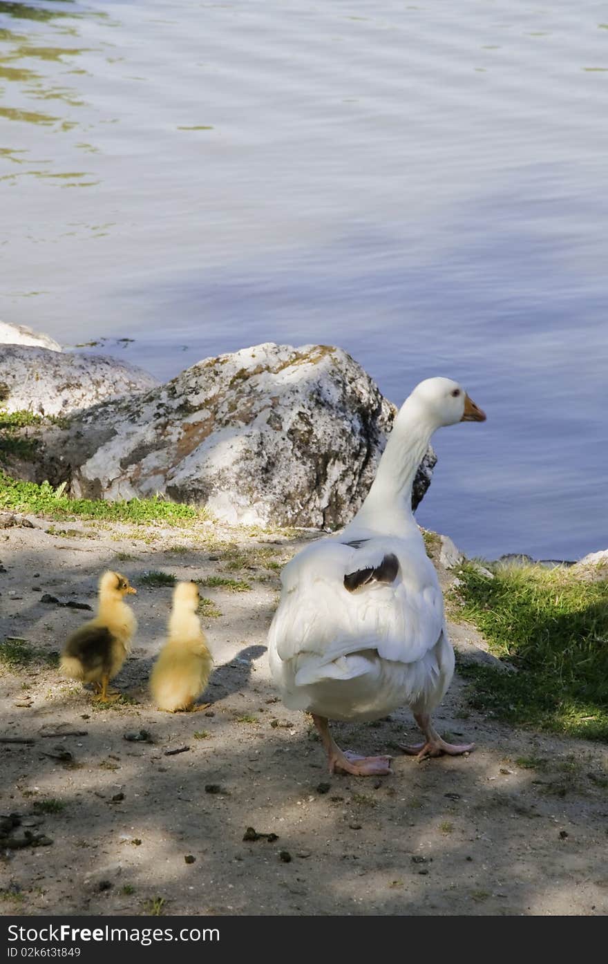 This image shows a family of geese made up of one adult and two calves