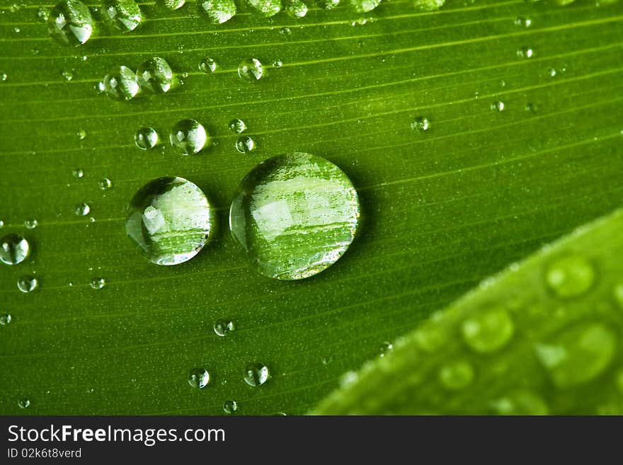 A background of water drops on a green leaf. A background of water drops on a green leaf.