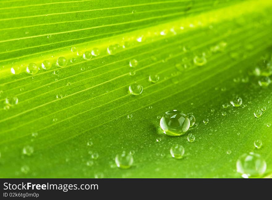 Water drops on green leaf - macro picture