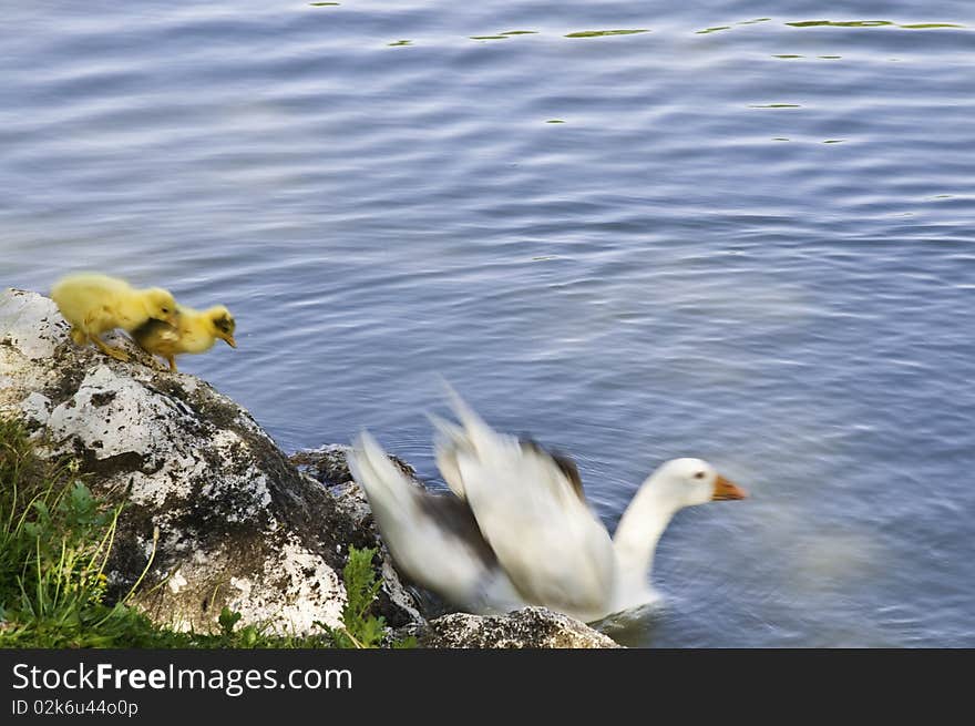 The image shows a family of geese made up of one adult and two calves, about to enter the pond water