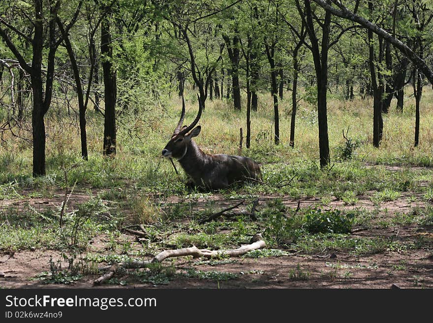 Africa,Tanzania Kobus antelope male with long horn,in the forest. Africa,Tanzania Kobus antelope male with long horn,in the forest