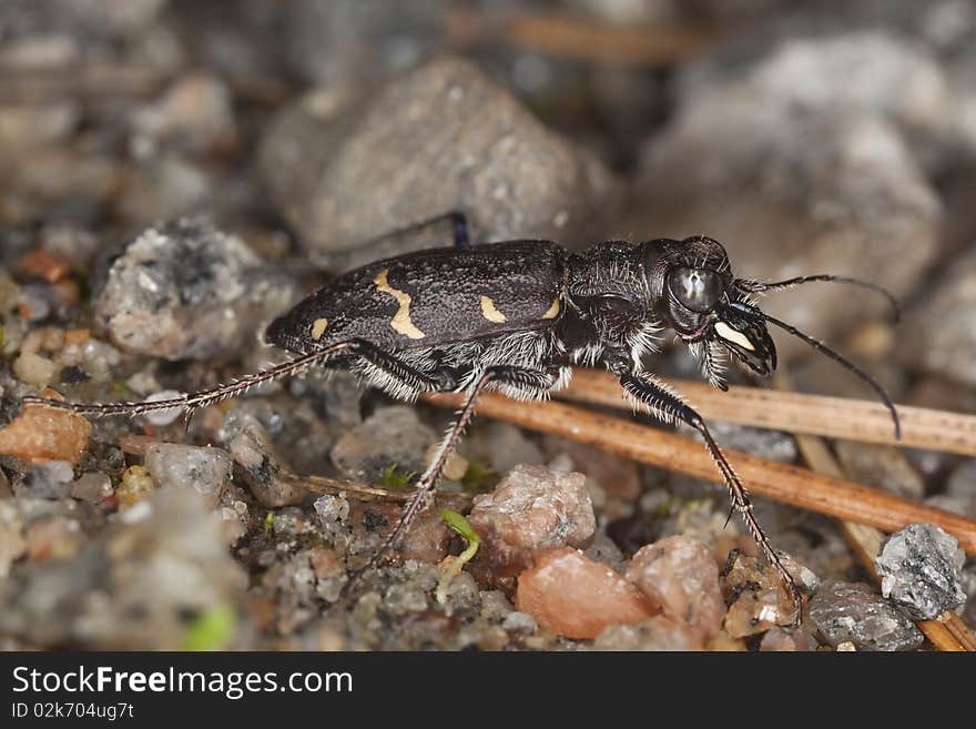 Wood tiger beetle (Cicindela sylvatica) Macro photo.