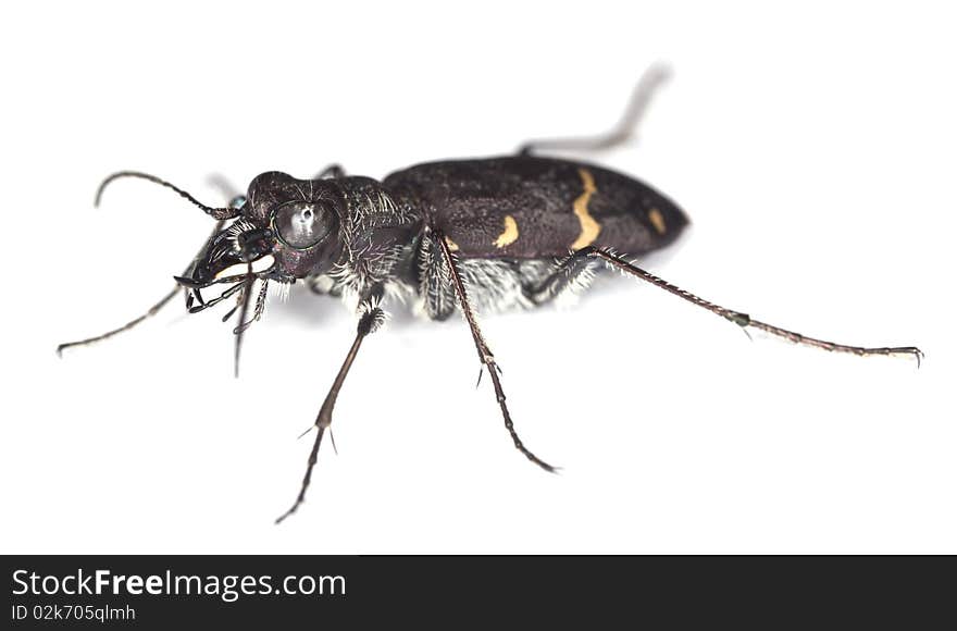 Wood tiger beetle (Cicindela sylvatica) isolated over white.