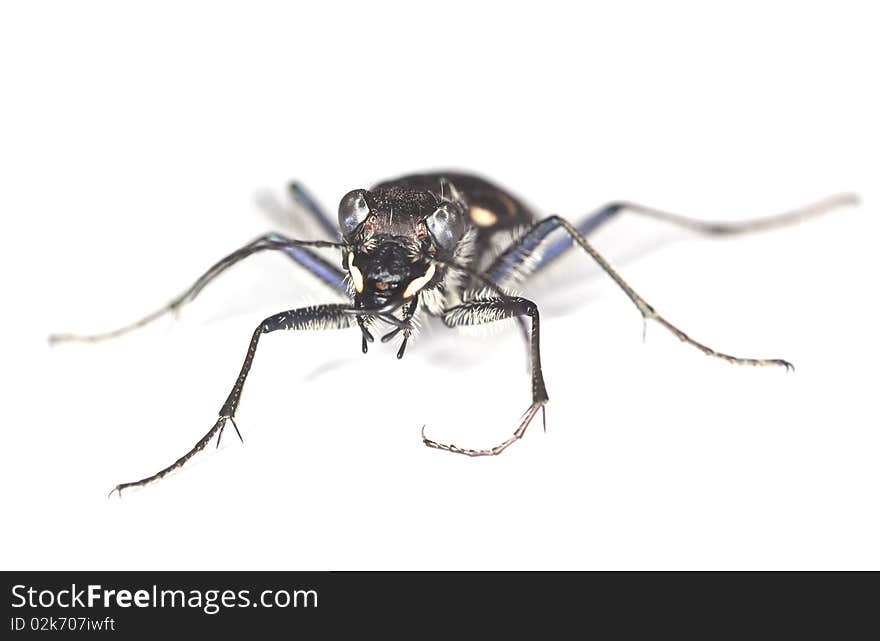 Wood tiger beetle (Cicindela sylvatica) isolated over white.