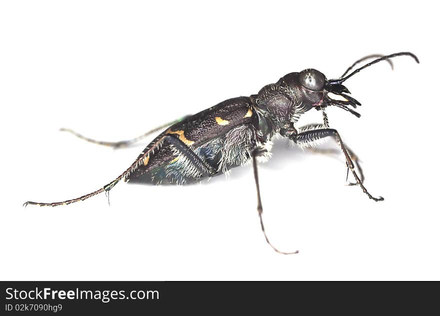 Wood tiger beetle (Cicindela sylvatica) isolated over white.