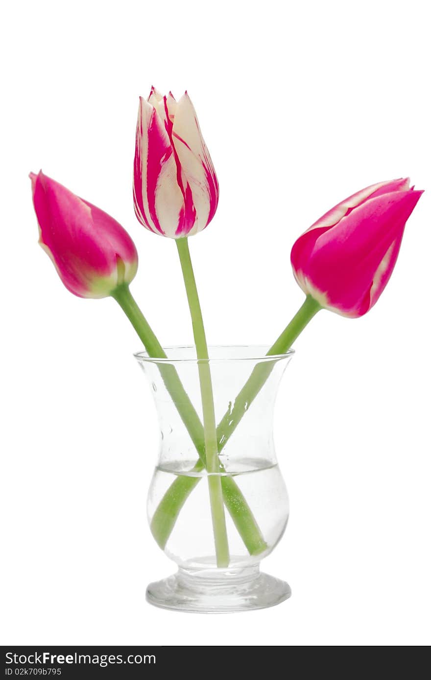 Three pink tulips in a vase isolated on white