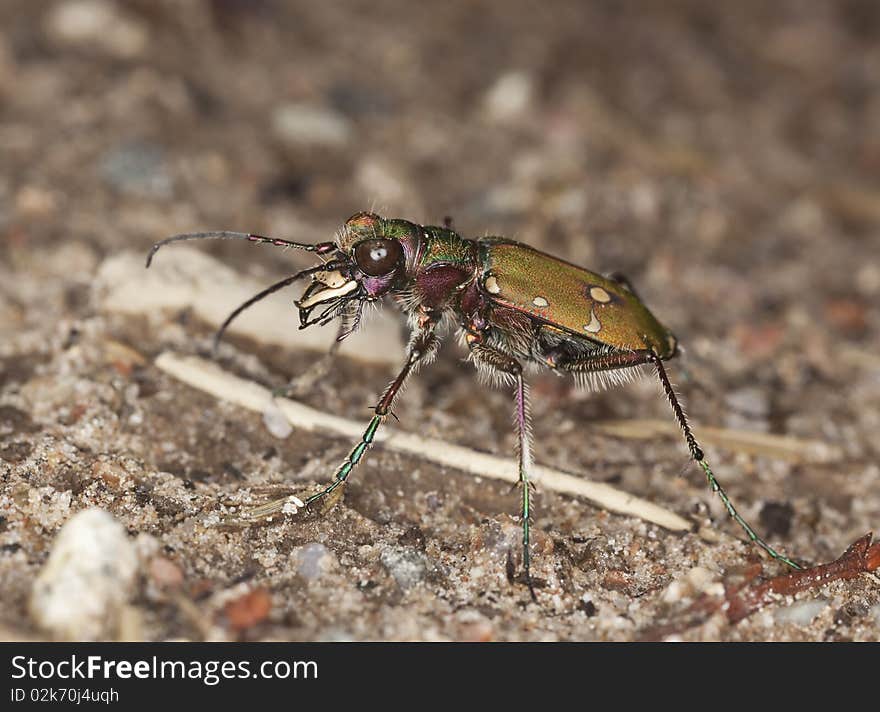 Reen tiger beetle (Cicindela campestris) Macro photo.