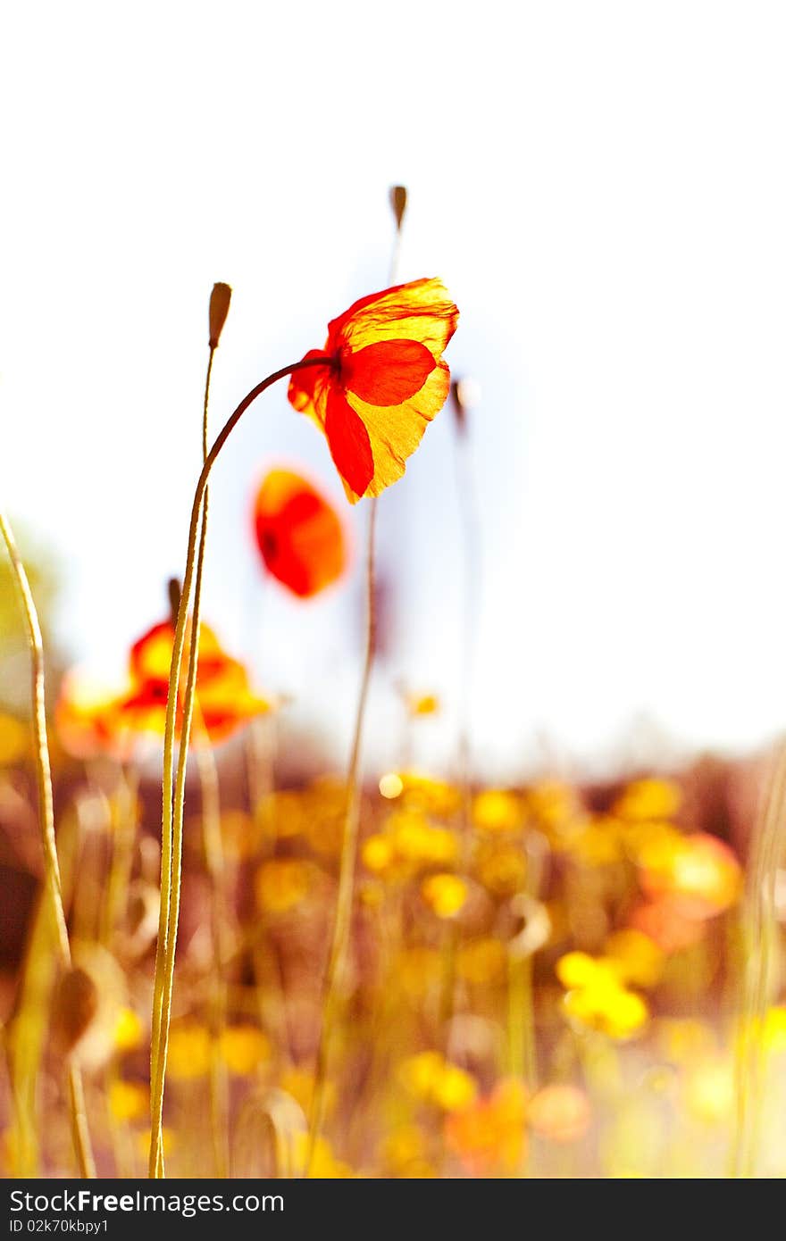 Beautiful poppies in a field in the rays of the sun. Beautiful poppies in a field in the rays of the sun