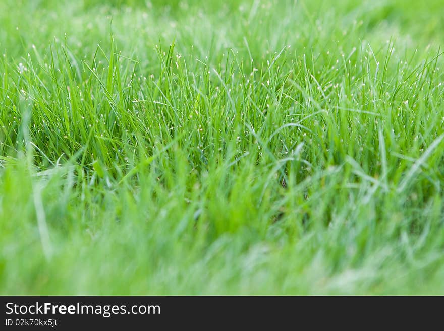 The very green grass on field