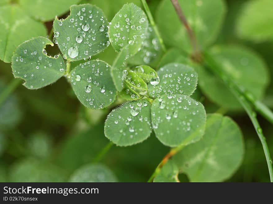 Eaten clover with droplets - macro. Eaten clover with droplets - macro