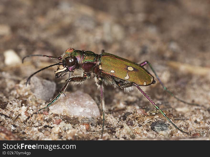 Reen tiger beetle (Cicindela campestris) Macro photo.