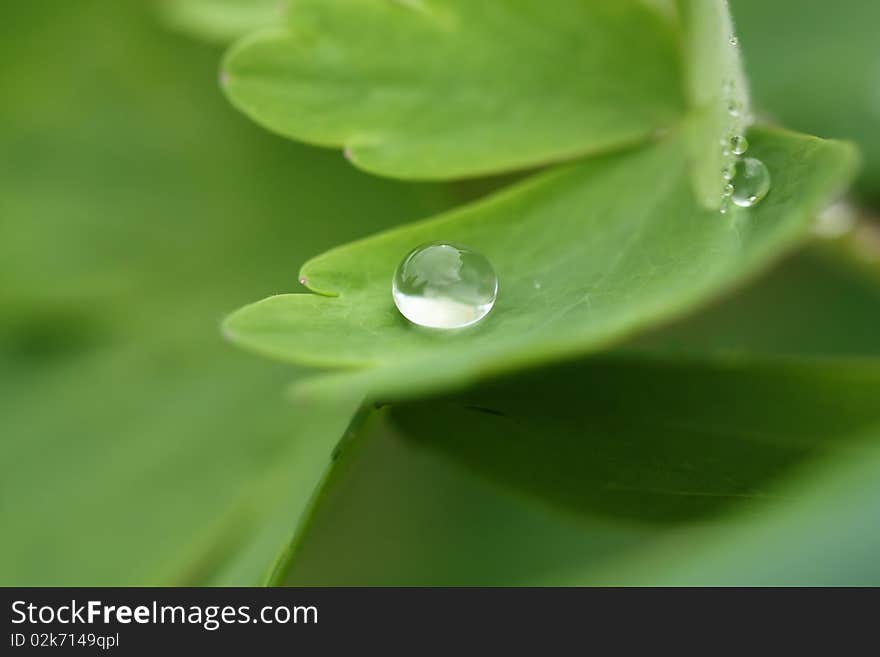 Perfect round raindrop on plant leaf - macro. Perfect round raindrop on plant leaf - macro