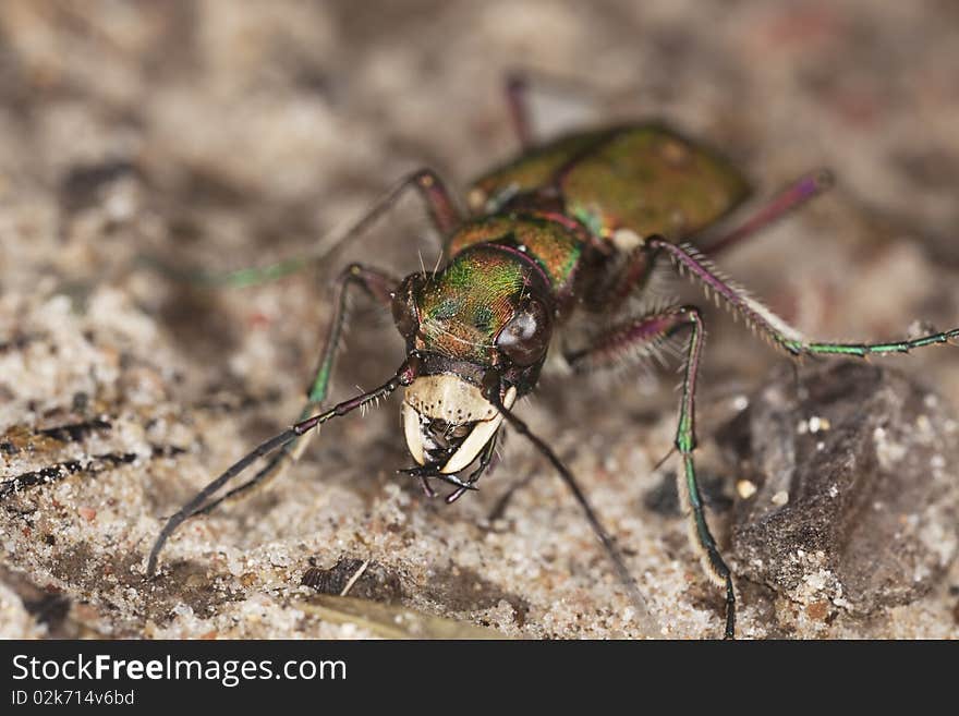 Reen tiger beetle (Cicindela campestris)