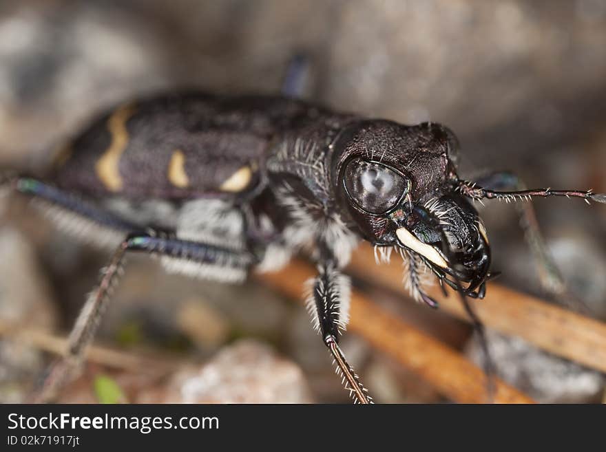 Wood tiger beetle (Cicindela sylvatica) Macro photo.