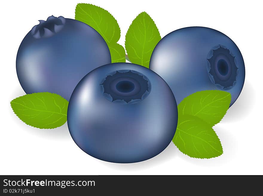 Bilberry With Leaves. Vector