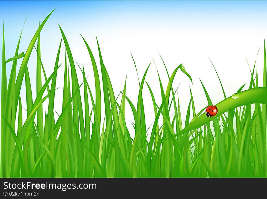 Green Wet Grass With Ladybird. Green Wet Grass With Ladybird