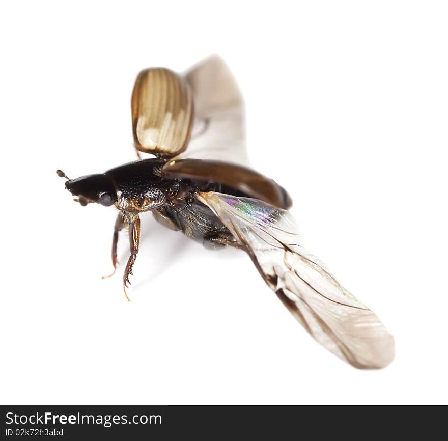 Dung beetle (Aphodius prodromus) isolated on white