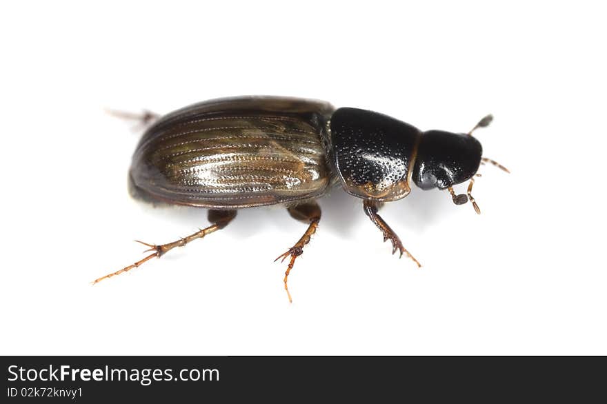 Dung beetle (Aphodius prodromus) isolated on white