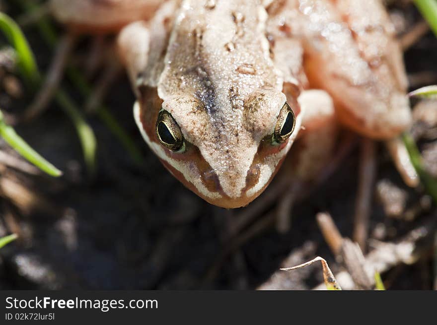 Grass frog - Rana temporaria - looking at the camera