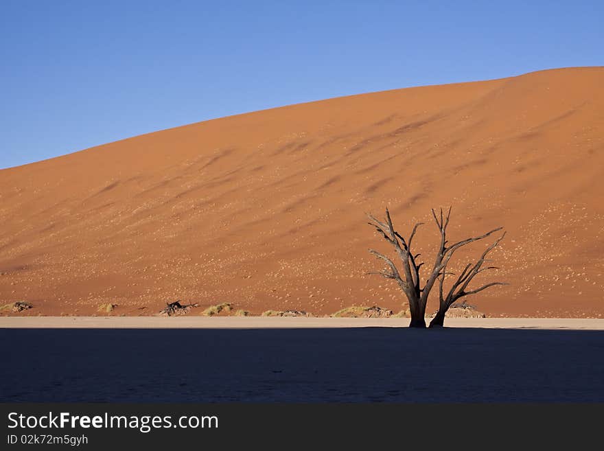 A dead tree against a red dune at Dead Vlei in Namibia. A dead tree against a red dune at Dead Vlei in Namibia