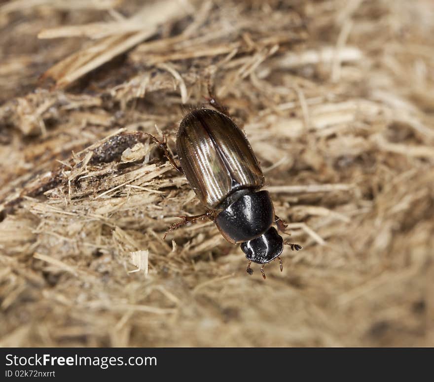 Dung beetle (Aphodius prodromus) on dung. Macro photo.