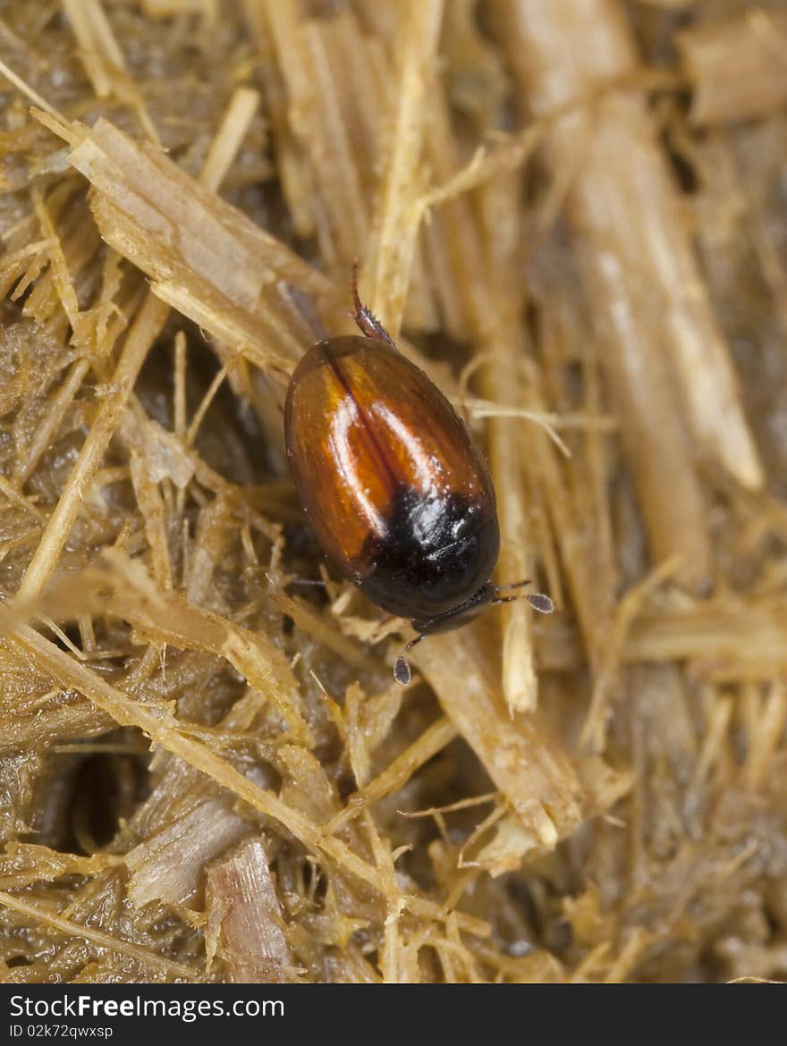 Dung beetle on dung.