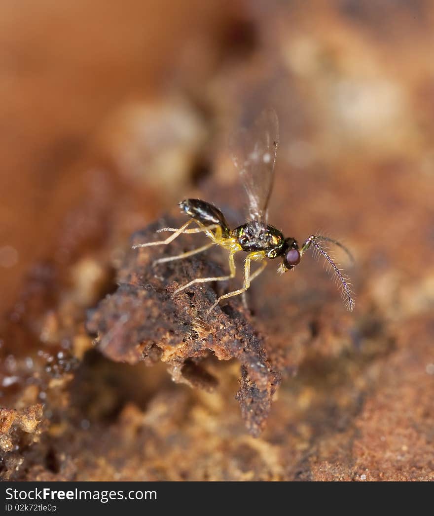 Colorful fly sitting on wood.