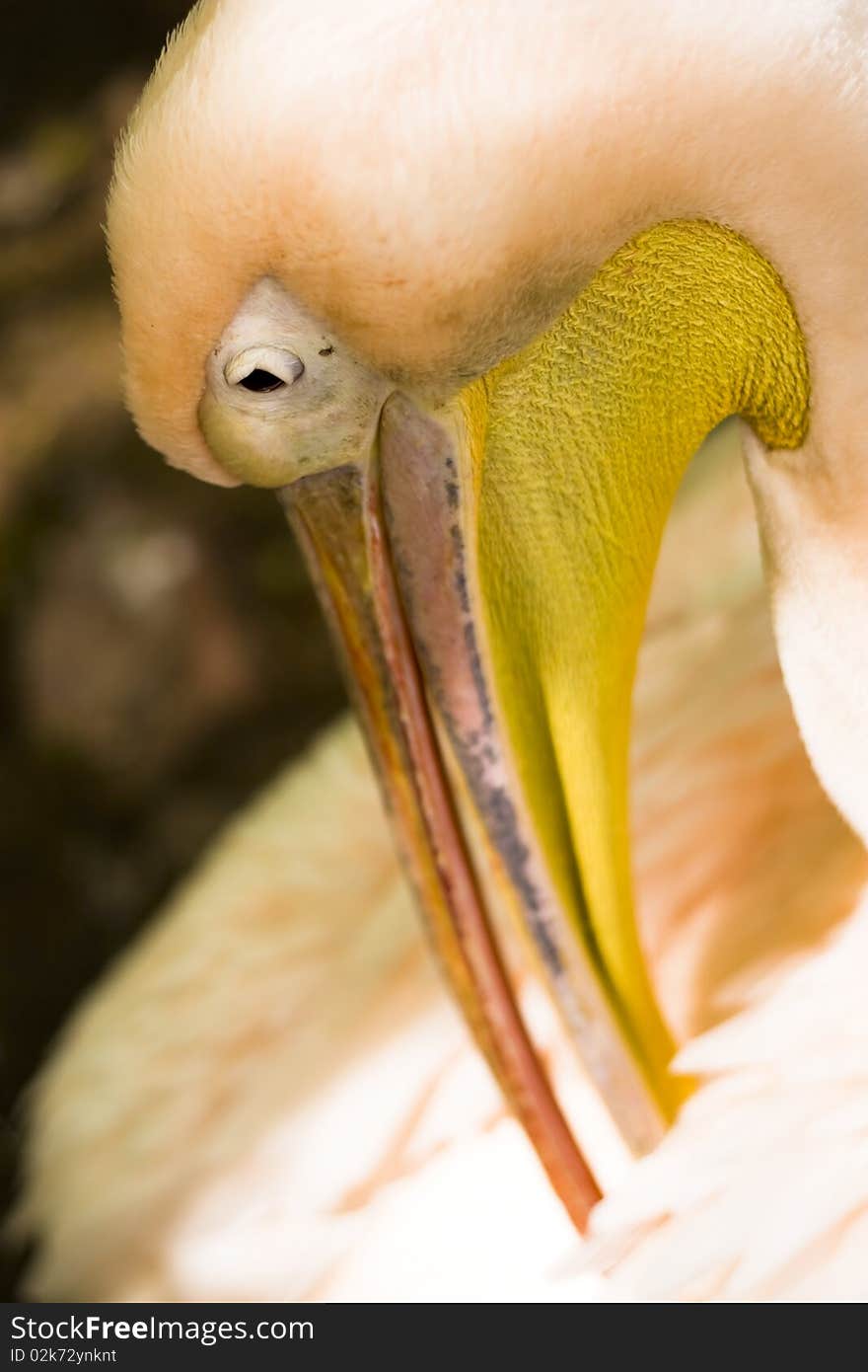 Pelican