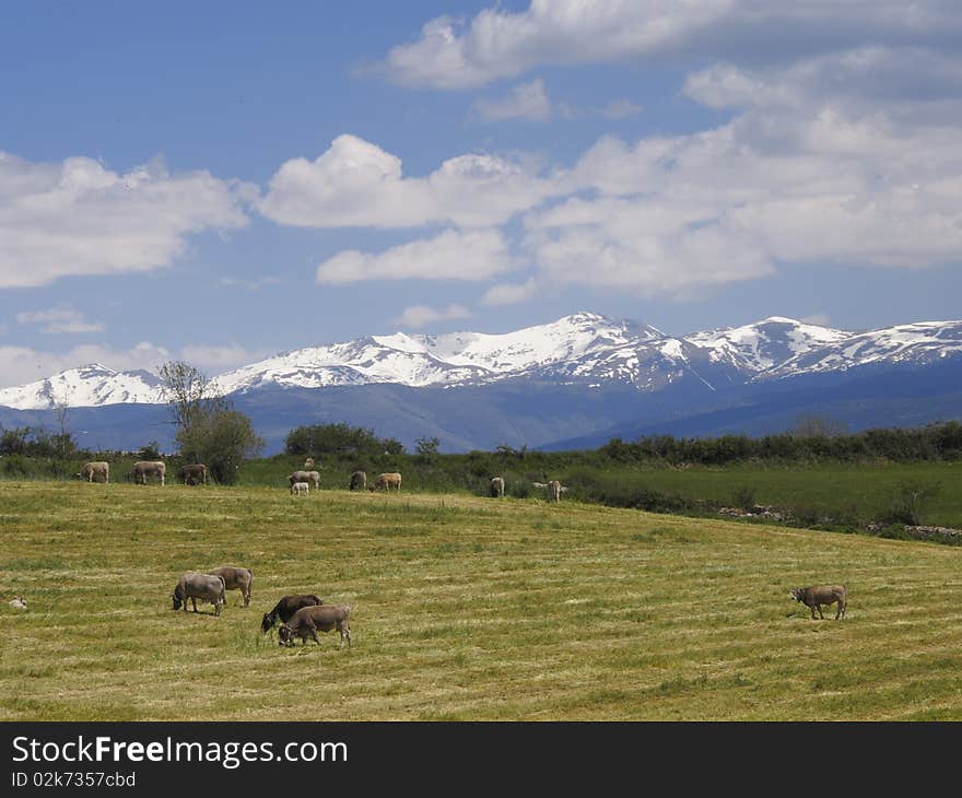 Pyrenees