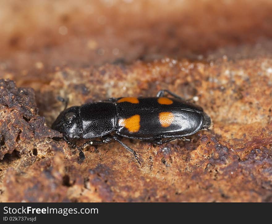 Sap beetle (Glischrochilus hortensis)