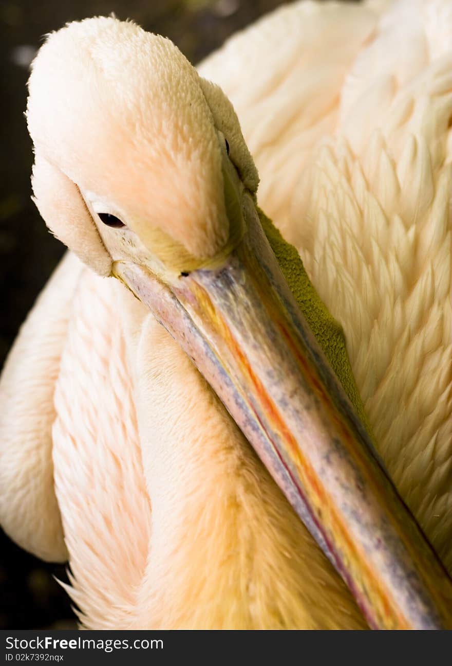 Pelican