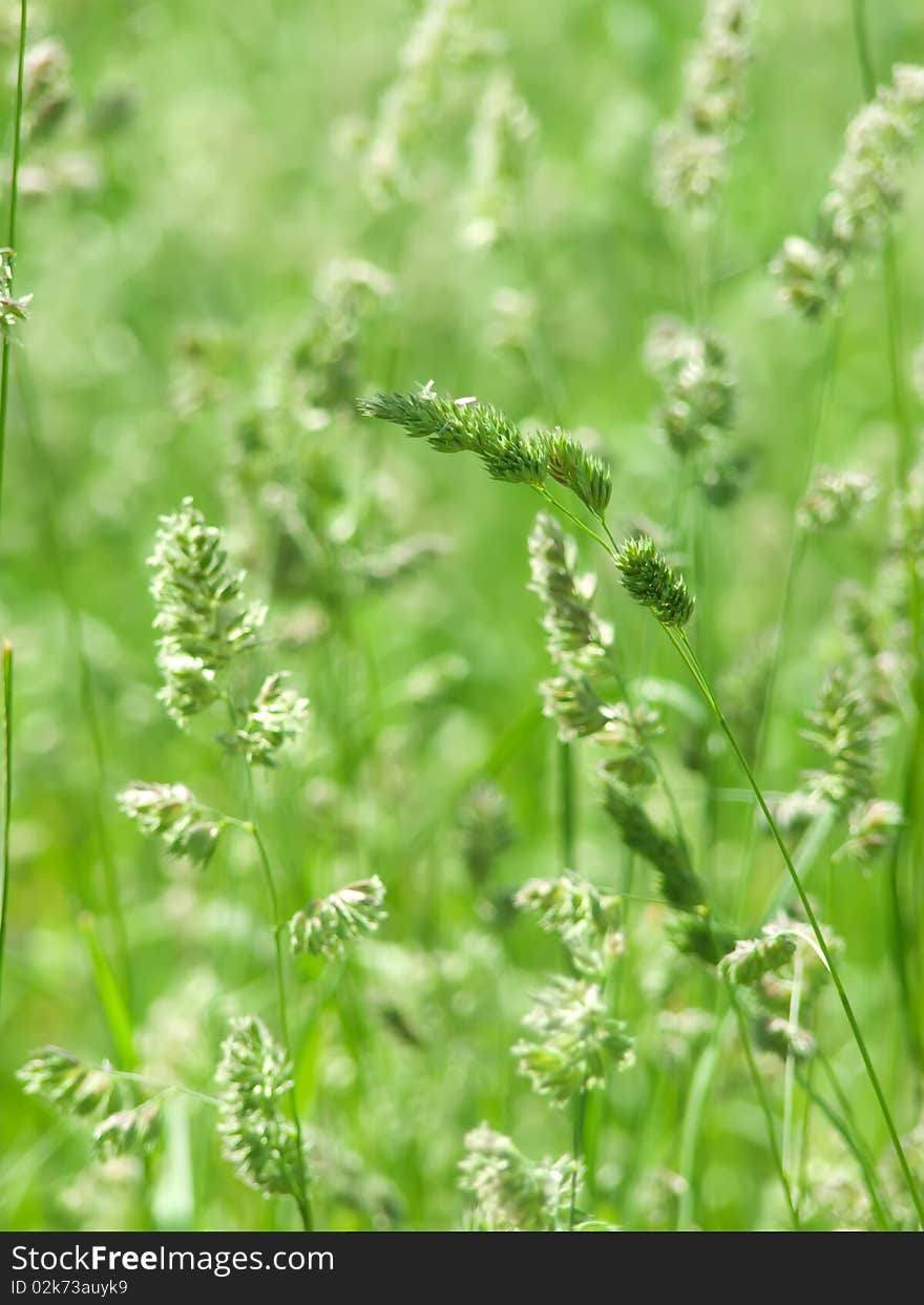 Ears  Oats  Field