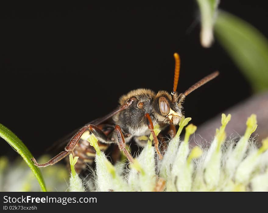 Pollinating cuckoo bee.